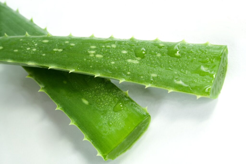 Aloe Vera leaf-Ayurvedic herb