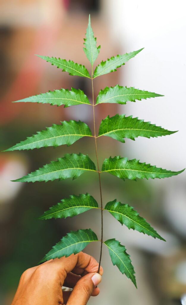 ayurvedic herb neem